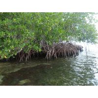 cabo-rojo-puerto-rico-2013-025