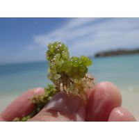 cabo-rojo-puerto-rico-2013-041