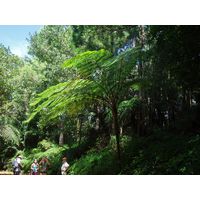 maricao-state-forest-puerto-rico-2013-003