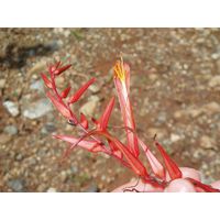 maricao-state-forest-puerto-rico-2013-004