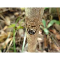maricao-state-forest-puerto-rico-2013-010