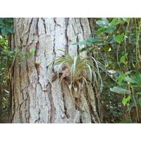 maricao-state-forest-puerto-rico-2013-014