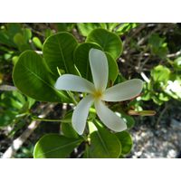 maricao-state-forest-puerto-rico-2013-015