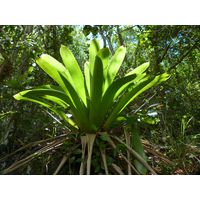 maricao-state-forest-puerto-rico-2013-016