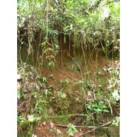 maricao-state-forest-puerto-rico-2013-017