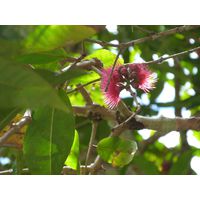 maricao-state-forest-puerto-rico-2013-018