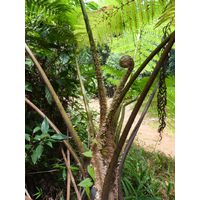 maricao-state-forest-puerto-rico-2013-019