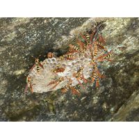 maricao-state-forest-puerto-rico-2013-021