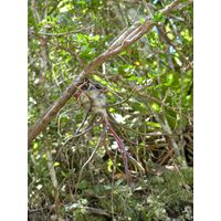 maricao-state-forest-puerto-rico-2013-022