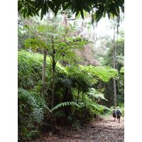 maricao-state-forest-puerto-rico-2013-023