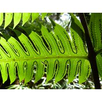 maricao-state-forest-puerto-rico-2013-024