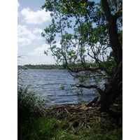 cano-de-tiburones-a-cambalache-state-forest-puerto-rico-2013-001