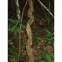 cano-de-tiburones-a-cambalache-state-forest-puerto-rico-2013-002