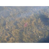 cano-de-tiburones-a-cambalache-state-forest-puerto-rico-2013-004