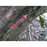 cano-de-tiburones-a-cambalache-state-forest-puerto-rico-2013-006