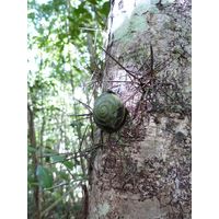 cano-de-tiburones-a-cambalache-state-forest-puerto-rico-2013-007