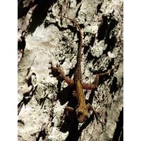 cano-de-tiburones-a-cambalache-state-forest-puerto-rico-2013-008