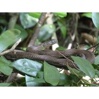 cano-de-tiburones-a-cambalache-state-forest-puerto-rico-2013-009