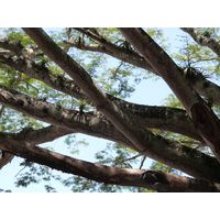 cano-de-tiburones-a-cambalache-state-forest-puerto-rico-2013-010