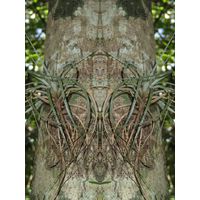 cano-de-tiburones-a-cambalache-state-forest-puerto-rico-2013-014