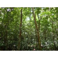 cano-de-tiburones-a-cambalache-state-forest-puerto-rico-2013-016