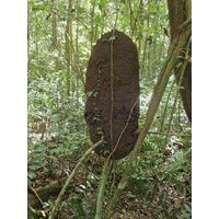cano-de-tiburones-a-cambalache-state-forest-puerto-rico-2013-017