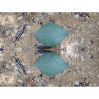 cano-de-tiburones-a-cambalache-state-forest-puerto-rico-2013-019