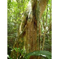 cano-de-tiburones-a-cambalache-state-forest-puerto-rico-2013-023