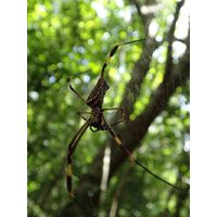 cano-de-tiburones-a-cambalache-state-forest-puerto-rico-2013-024