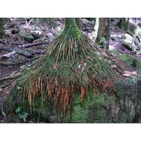 el-yunque-lowland-puerto-rico-2013-004