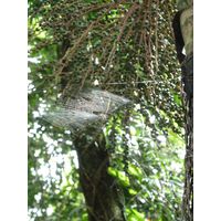 el-yunque-lowland-puerto-rico-2013-012