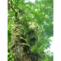 el-yunque-lowland-puerto-rico-2013-014