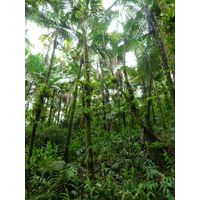 el-yunque-lowland-puerto-rico-2013-017