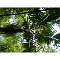 el-yunque-lowland-puerto-rico-2013-020