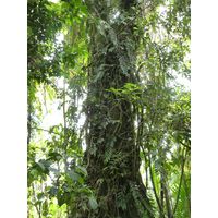el-yunque-lowland-puerto-rico-2013-021