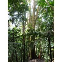 el-yunque-lowland-puerto-rico-2013-022