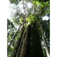 el-yunque-lowland-puerto-rico-2013-023