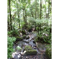 el-yunque-lowland-puerto-rico-2013-024