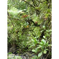 el-yunque-lowland-puerto-rico-2013-027