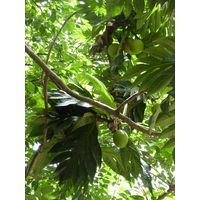 el-yunque-lowland-puerto-rico-2013-028