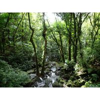 el-yunque-lowland-puerto-rico-2013-031