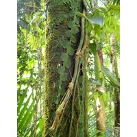 el-yunque-lowland-puerto-rico-2013-034