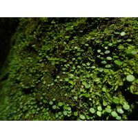 el-yunque-lowland-puerto-rico-2013-036