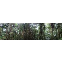 el-yunque-lowland-puerto-rico-2013-037