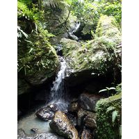 el-yunque-lowland-puerto-rico-2013-038