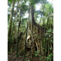el-yunque-lowland-puerto-rico-2013-039