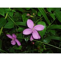 el-yunque-highland-puerto-rico-2013-002