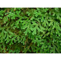 el-yunque-highland-puerto-rico-2013-004
