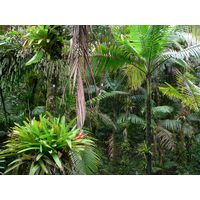 el-yunque-highland-puerto-rico-2013-005