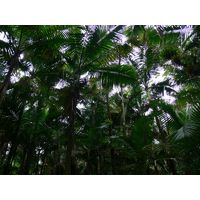 el-yunque-highland-puerto-rico-2013-006